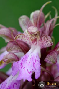 Himantoglossum metlesicsianum (W.P.Teschner) P.Delforge
