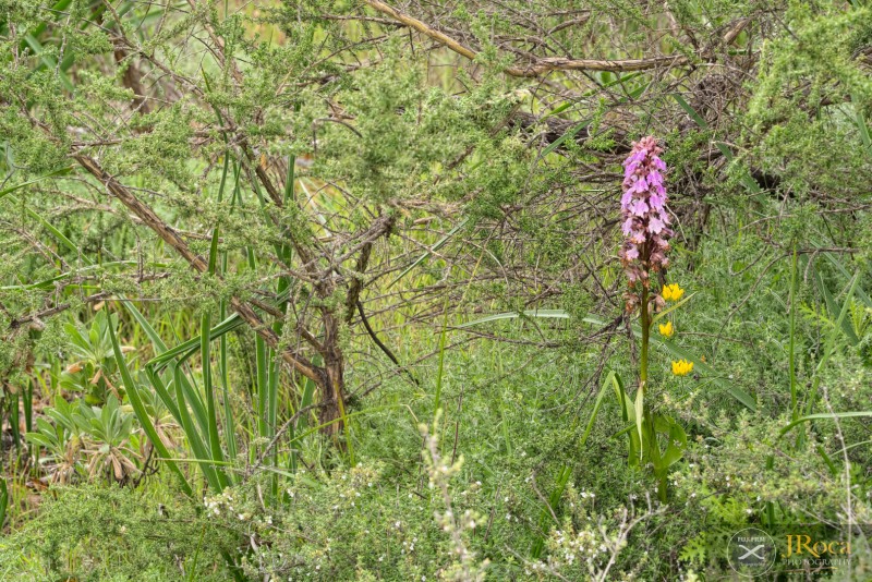 Himantoglossum metlesicsianum (W.P.Teschner) P.Delforge