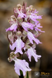 Himantoglossum metlesicsianum (W.P.Teschner) P.Delforge