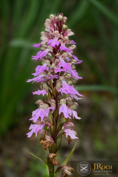 Himantoglossum metlesicsianum (W.P.Teschner) P.Delforge