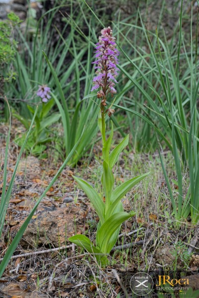 Himantoglossum metlesicsianum (W.P.Teschner) P.Delforge