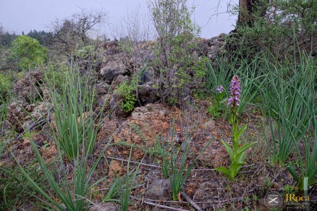 Himantoglossum metlesicsianum (W.P.Teschner) P.Delforge