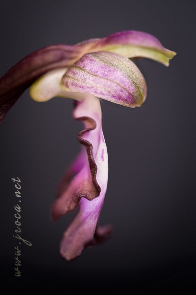 Himantoglossum robertianum (Loisel.) P. Delforge