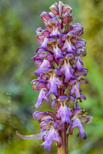 Himantoglossum robertianum (Loisel.) P. Delforge
