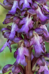 Himantoglossum robertianum (Loisel.) P. Delforge