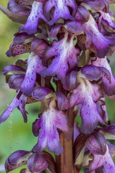 Himantoglossum robertianum (Loisel.) P. Delforge