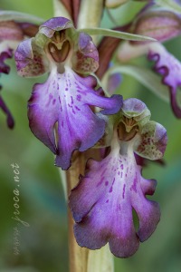 Himantoglossum robertianum (Loisel.) P. Delforge