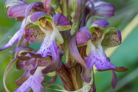 Himantoglossum robertianum (Loisel.) P. Delforge