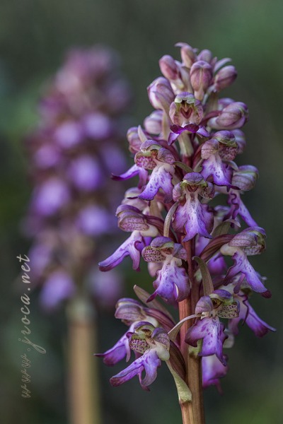 Himantoglossum robertianum (Loisel.) P. Delforge