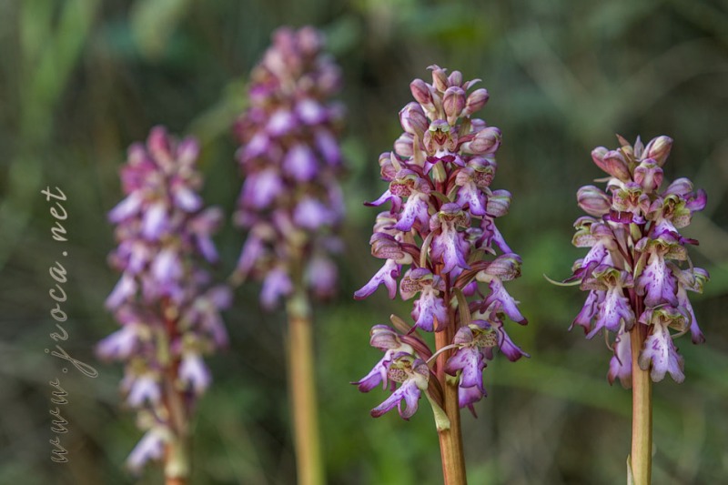 Himantoglossum robertianum (Loisel.) P. Delforge