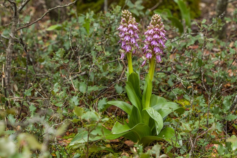 Himantoglossum robertianum (Loisel.) P. Delforge