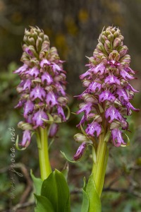 Himantoglossum robertianum (Loisel.) P. Delforge