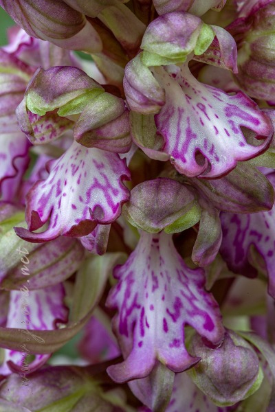Himantoglossum robertianum (Loisel.) P. Delforge