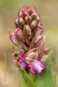 Himantoglossum robertianum (Loisel.) P. Delforge