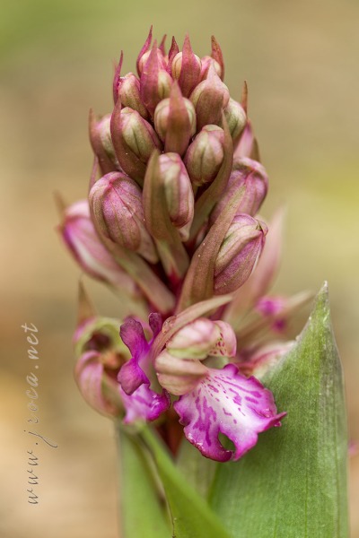Himantoglossum robertianum (Loisel.) P. Delforge