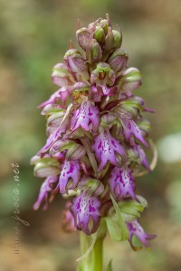 Himantoglossum robertianum (Loisel.) P. Delforge
