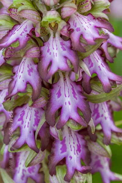Himantoglossum robertianum (Loisel.) P. Delforge
