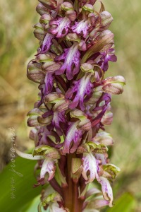 Himantoglossum robertianum (Loisel.) P. Delforge