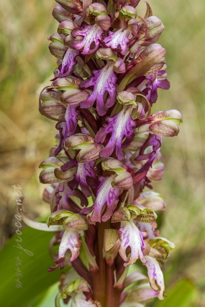 Himantoglossum robertianum (Loisel.) P. Delforge
