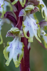 Himantoglossum robertianum (Loisel.) P. Delforge