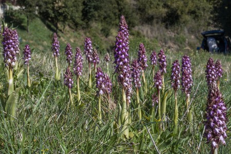 Himantoglossum robertianum (Loisel.) P. Delforge
