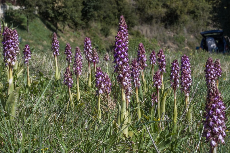 Himantoglossum robertianum (Loisel.) P. Delforge