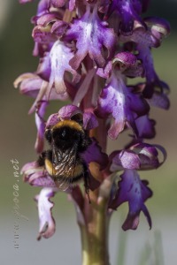 Himantoglossum robertianum (Loisel.) P. Delforge