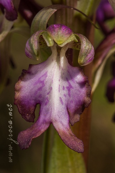 Himantoglossum robertianum (Loisel.) P. Delforge