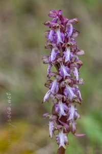 Himantoglossum robertianum (Loisel.) P. Delforge