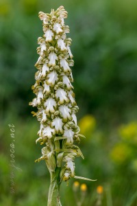 Himantoglossum robertianum (Loisel.) P. Delforge