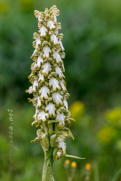 Himantoglossum robertianum (Loisel.) P. Delforge