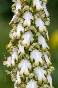 Himantoglossum robertianum (Loisel.) P. Delforge