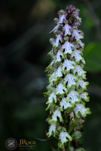 Himantoglossum robertianum (Loisel.) P.Delforge