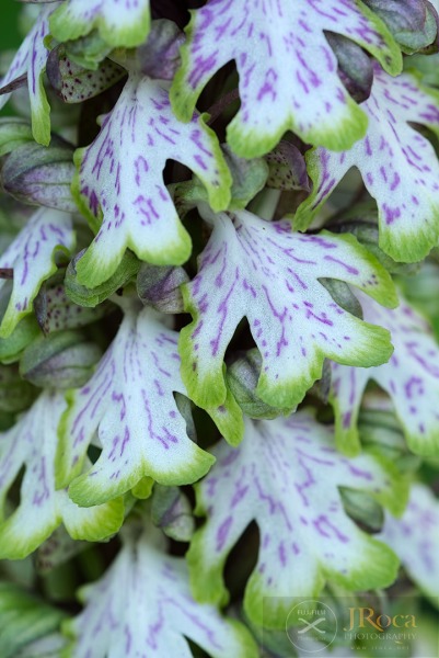 Himantoglossum robertianum (Loisel.) P.Delforge