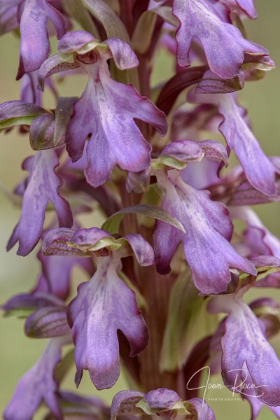 Himantoglossum robertianum (Loisel.) P. Delforge