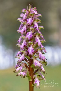 Himantoglossum robertianum (Loisel.) P. Delforge