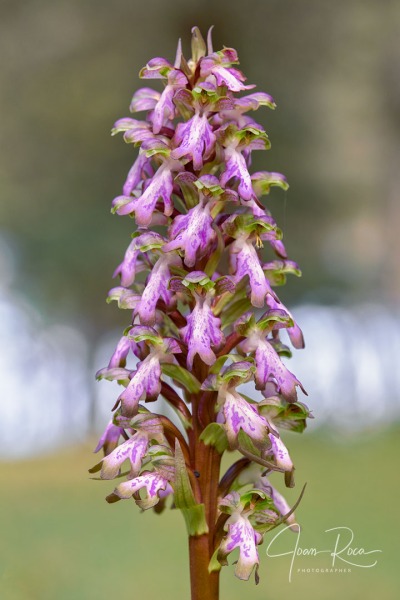Himantoglossum robertianum (Loisel.) P. Delforge