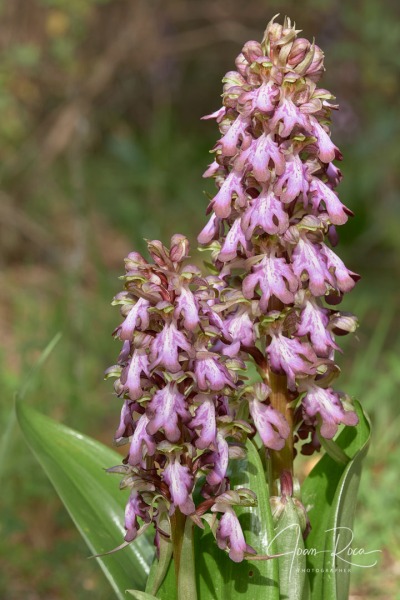 Himantoglossum robertianum (Loisel.) P. Delforge