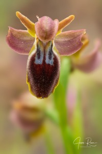 Ophrys × juanamarii J.I. Peris