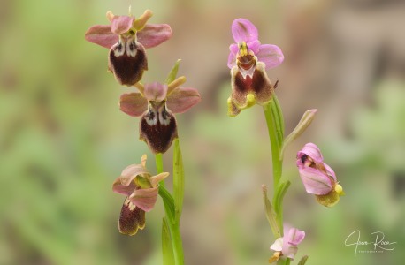 Ophrys × juanamarii J.I. Peris