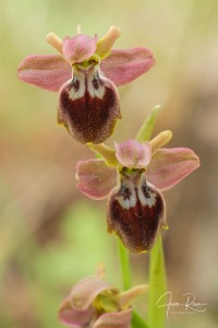 Ophrys × juanamarii J.I. Peris