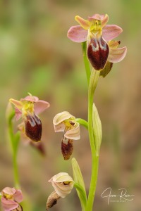 Ophrys × juanamarii J.I. Peris
