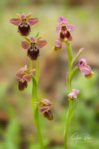 Ophrys × juanamarii J.I. Peris