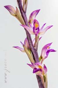 Limodorum abortivum (L.) Sw.