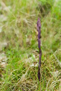 Limodorum abortivum (L.) Sw.
