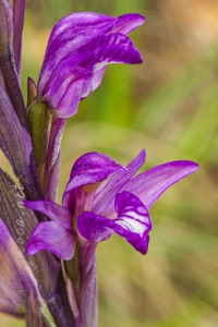 Limodorum abortivum (L.) Sw.