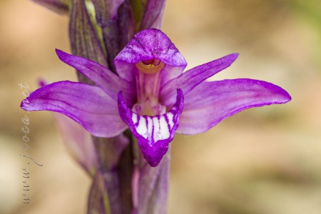Limodorum abortivum (L.) Sw.