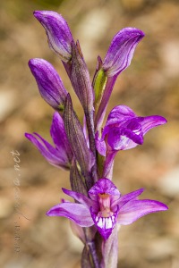 Limodorum abortivum (L.) Sw.