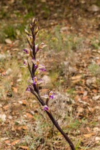 Limodorum abortivum (L.) Sw.