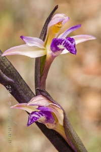 Limodorum abortivum (L.) Sw.